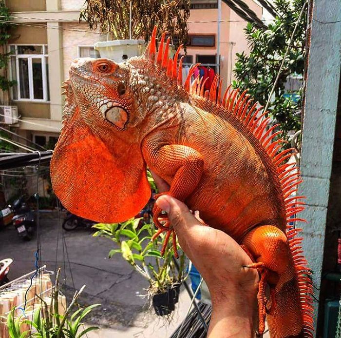 "The Real Tarzann" The Animal Friend Who Is Showing The Good Side Of The Internet