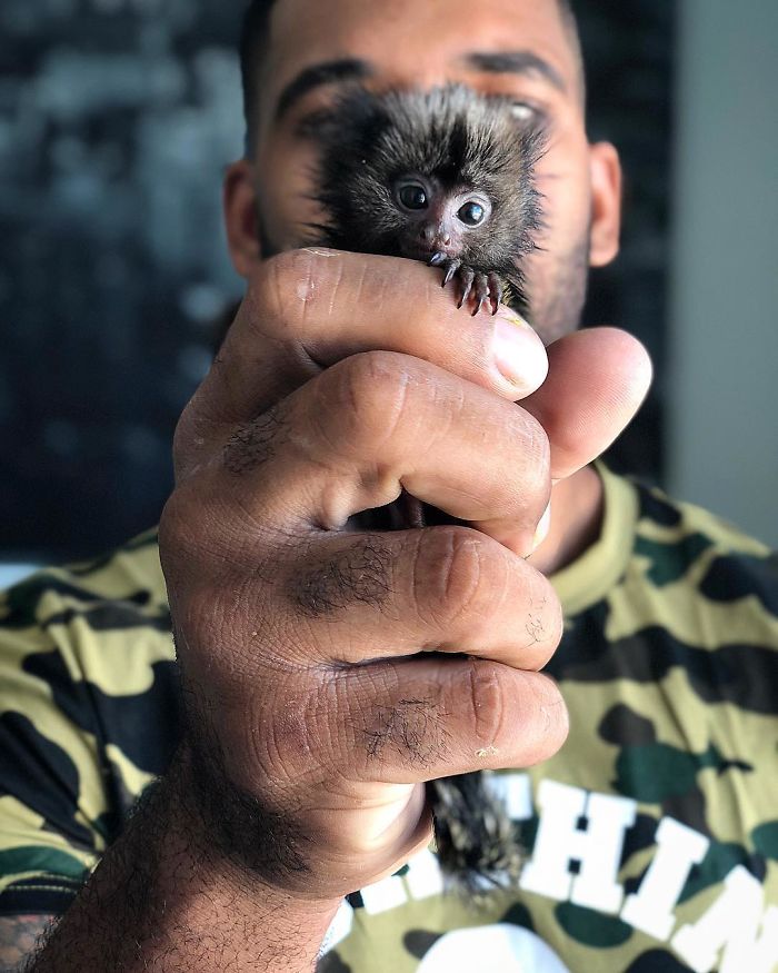 "The Real Tarzann" The Animal Friend Who Is Showing The Good Side Of The Internet