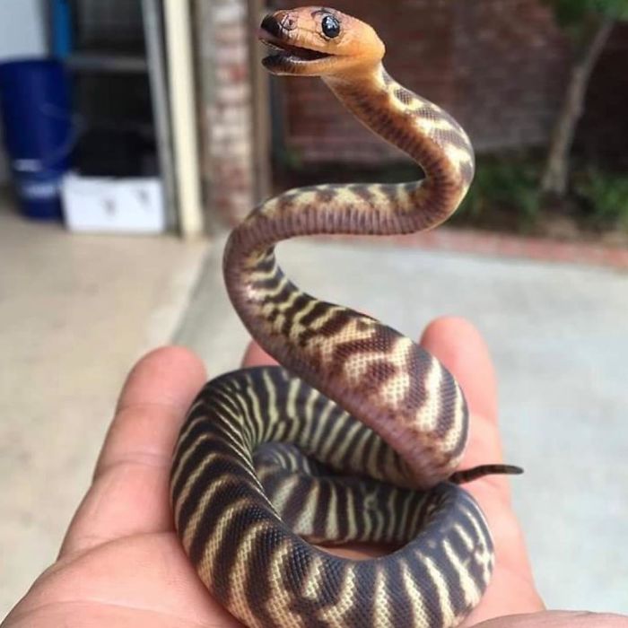 "The Real Tarzann" The Animal Friend Who Is Showing The Good Side Of The Internet