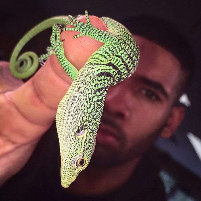 "The Real Tarzann" The Animal Friend Who Is Showing The Good Side Of The Internet