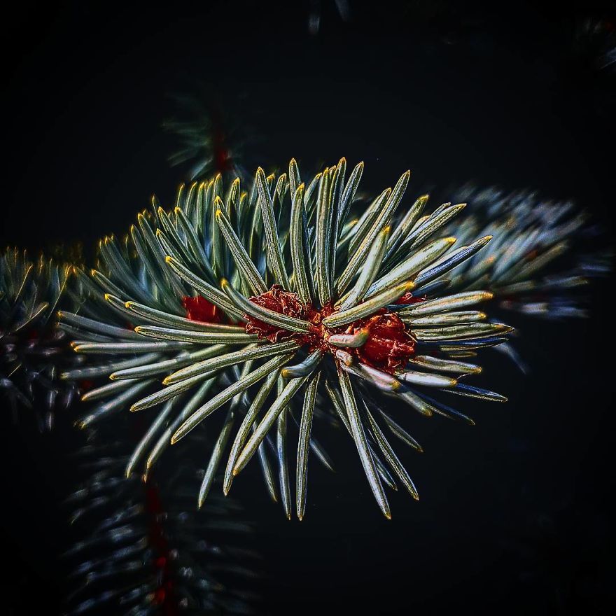 Photographer From Kiev Creates Absolutely Incredible Macrophotographs Of Flowers And Plants Using A Smartphone