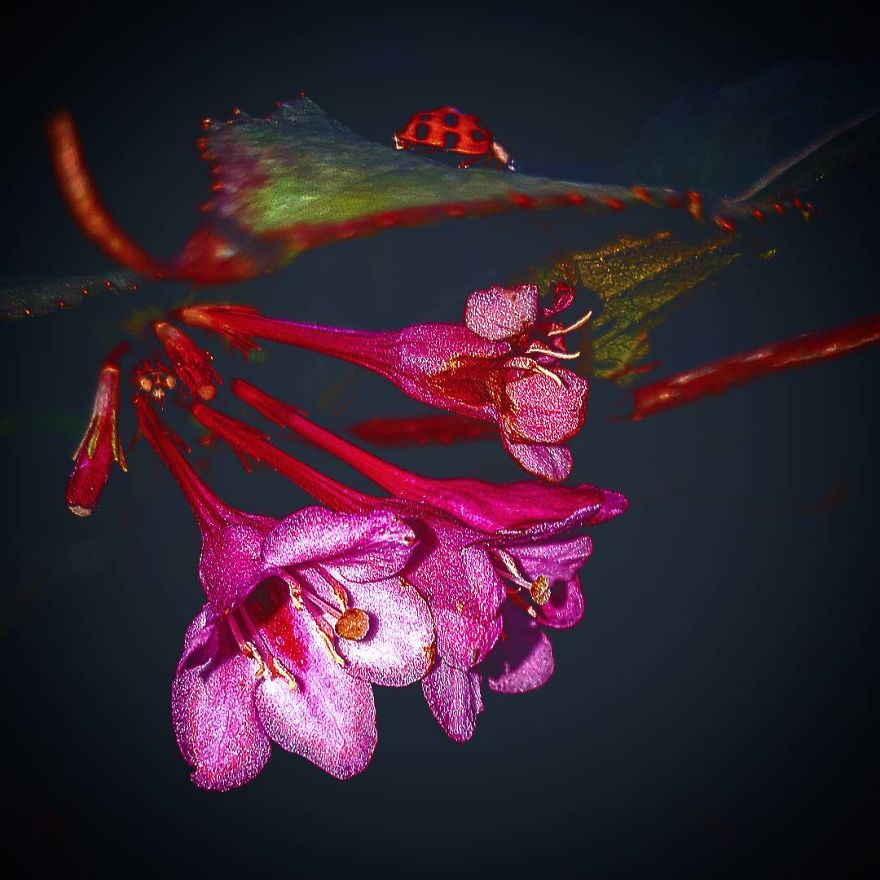 Photographer From Kiev Creates Absolutely Incredible Macrophotographs Of Flowers And Plants Using A Smartphone