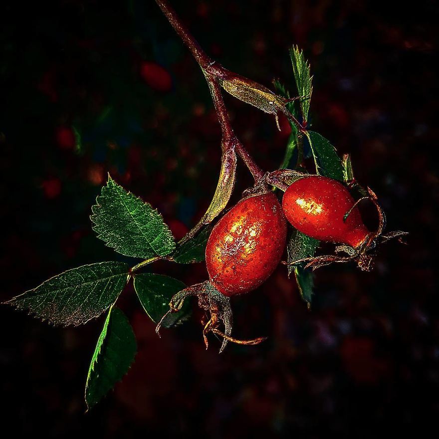 Photographer From Kiev Creates Absolutely Incredible Macrophotographs Of Flowers And Plants Using A Smartphone