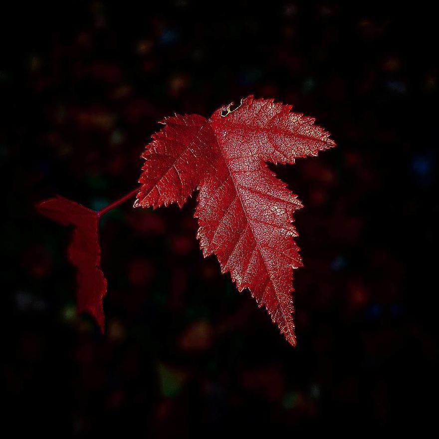 Photographer From Kiev Creates Absolutely Incredible Macrophotographs Of Flowers And Plants Using A Smartphone Photographer From Kiev Creates Absolutely Incredible Macrophotographs Of Flowers And Plants Using A Smartphone