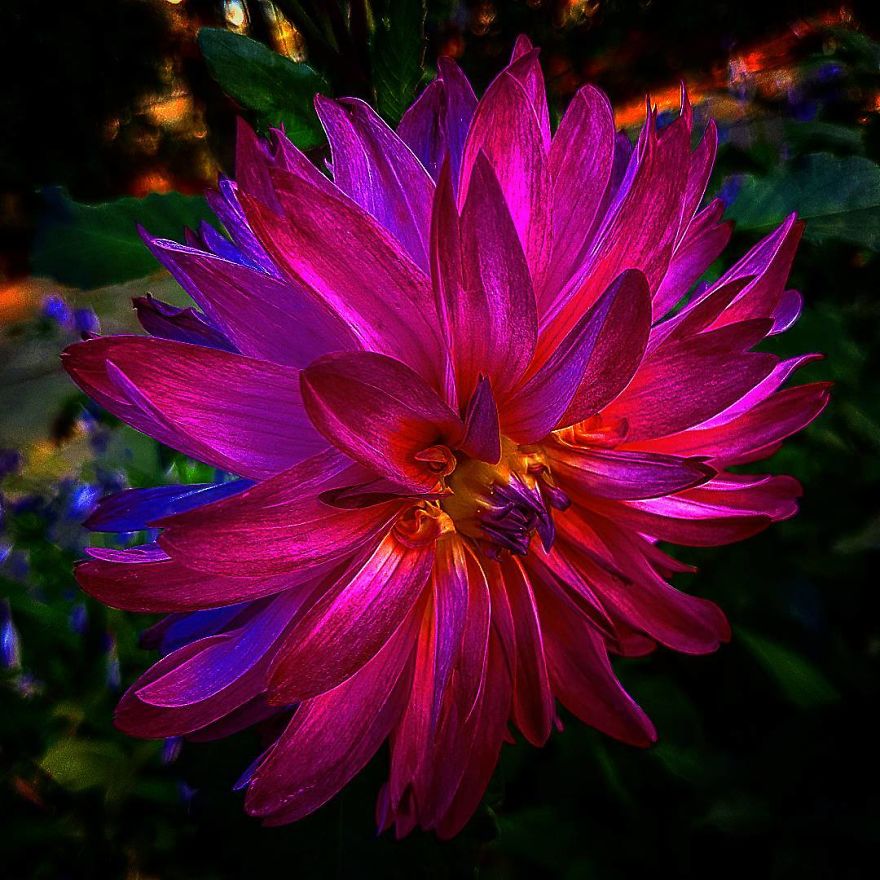 Photographer From Kiev Creates Absolutely Incredible Macrophotographs Of Flowers And Plants Using A Smartphone Photographer From Kiev Creates Absolutely Incredible Macrophotographs Of Flowers And Plants Using A Smartphone