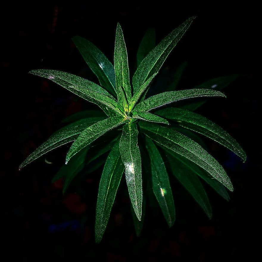 Photographer From Kiev Creates Absolutely Incredible Macrophotographs Of Flowers And Plants Using A Smartphone Photographer From Kiev Creates Absolutely Incredible Macrophotographs Of Flowers And Plants Using A Smartphone