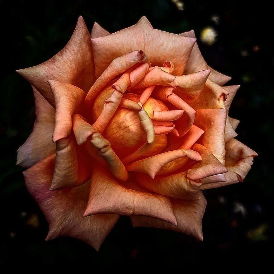 Photographer From Kiev Creates Absolutely Incredible Macrophotographs Of Flowers And Plants Using A Smartphone Photographer From Kiev Creates Absolutely Incredible Macrophotographs Of Flowers And Plants Using A Smartphone