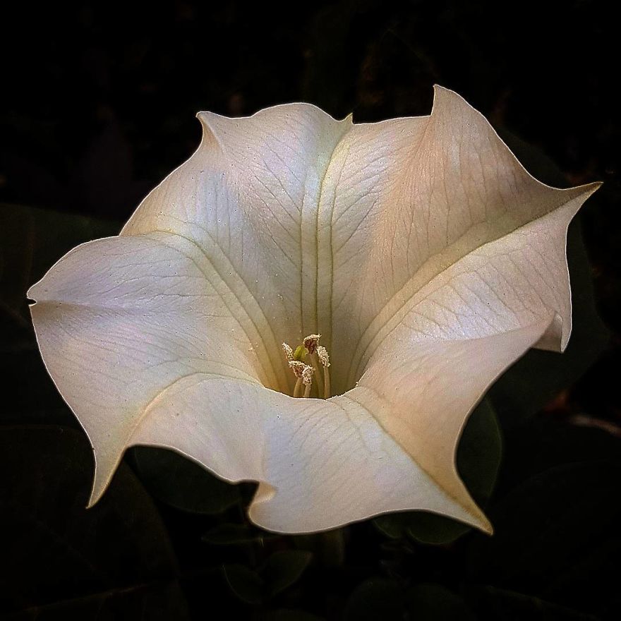 Photographer From Kiev Creates Absolutely Incredible Macrophotographs Of Flowers And Plants Using A Smartphone