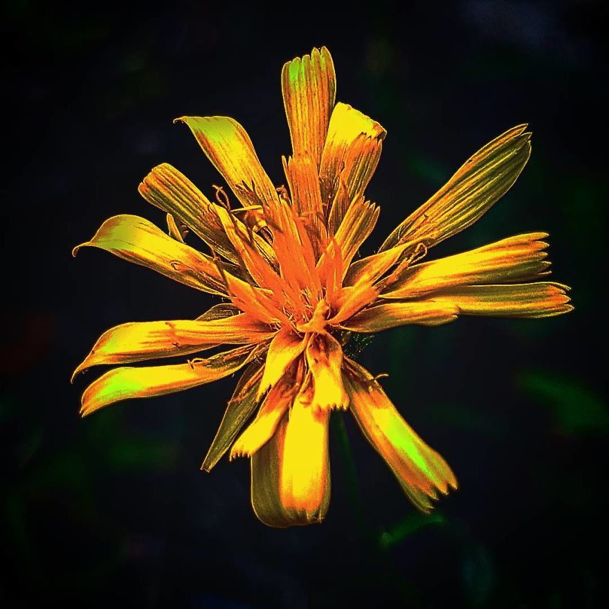 Photographer From Kiev Creates Absolutely Incredible Macrophotographs Of Flowers And Plants Using A Smartphone