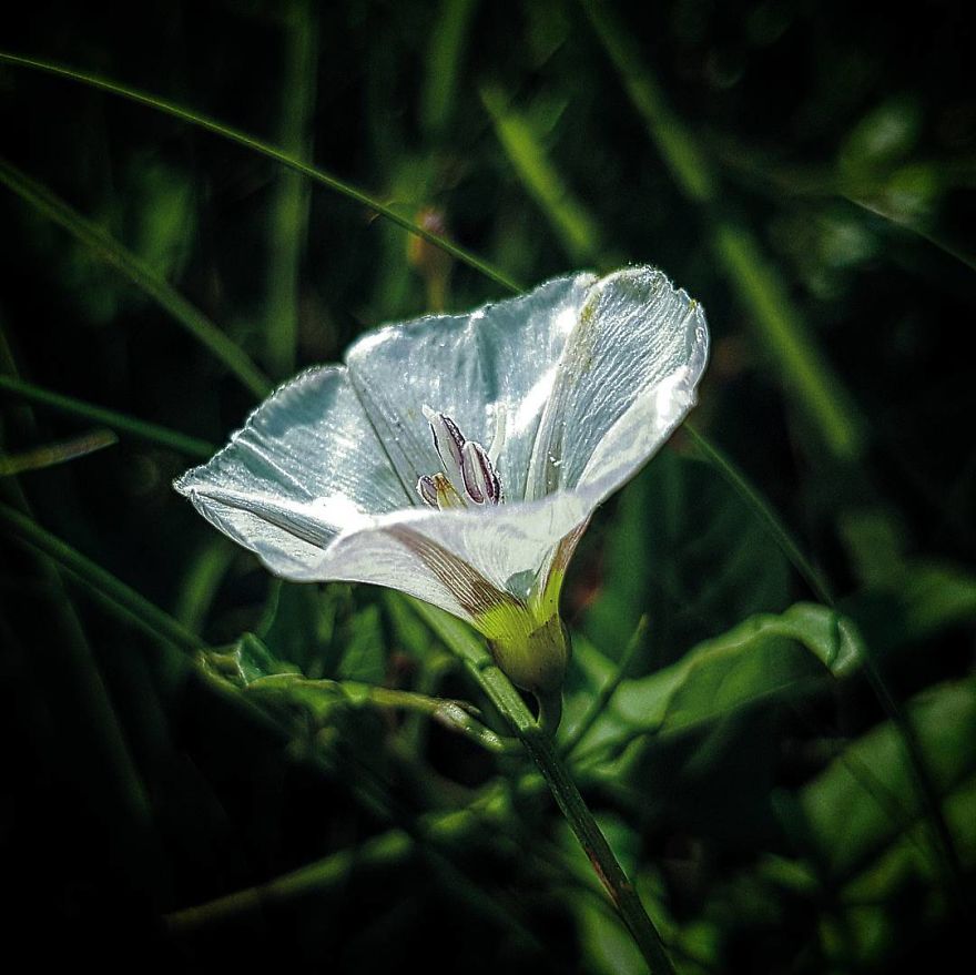Photographer From Kiev Creates Absolutely Incredible Macrophotographs Of Flowers And Plants Using A Smartphone