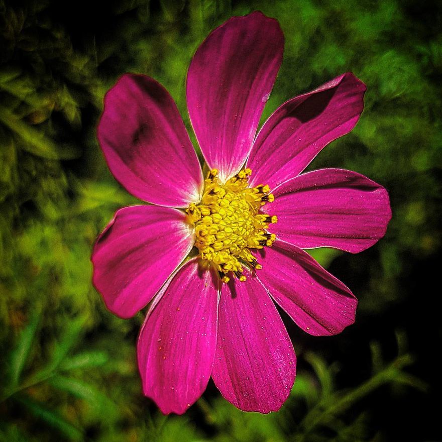 Photographer From Kiev Creates Absolutely Incredible Macrophotographs Of Flowers And Plants Using A Smartphone