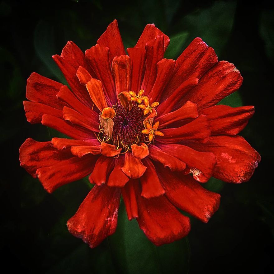 Photographer From Kiev Creates Absolutely Incredible Macrophotographs Of Flowers And Plants Using A Smartphone