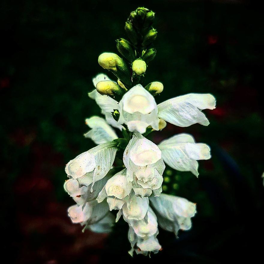 Photographer From Kiev Creates Absolutely Incredible Macrophotographs Of Flowers And Plants Using A Smartphone