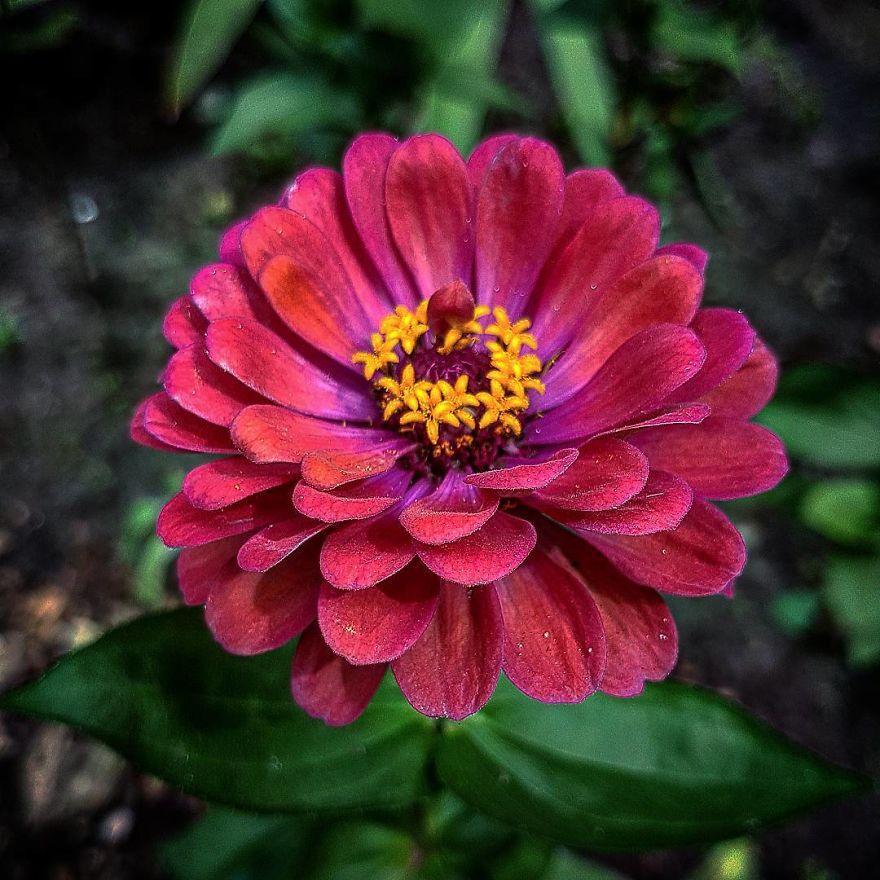 Photographer From Kiev Creates Absolutely Incredible Macrophotographs Of Flowers And Plants Using A Smartphone Photographer From Kiev Creates Absolutely Incredible Macrophotographs Of Flowers And Plants Using A Smartphone