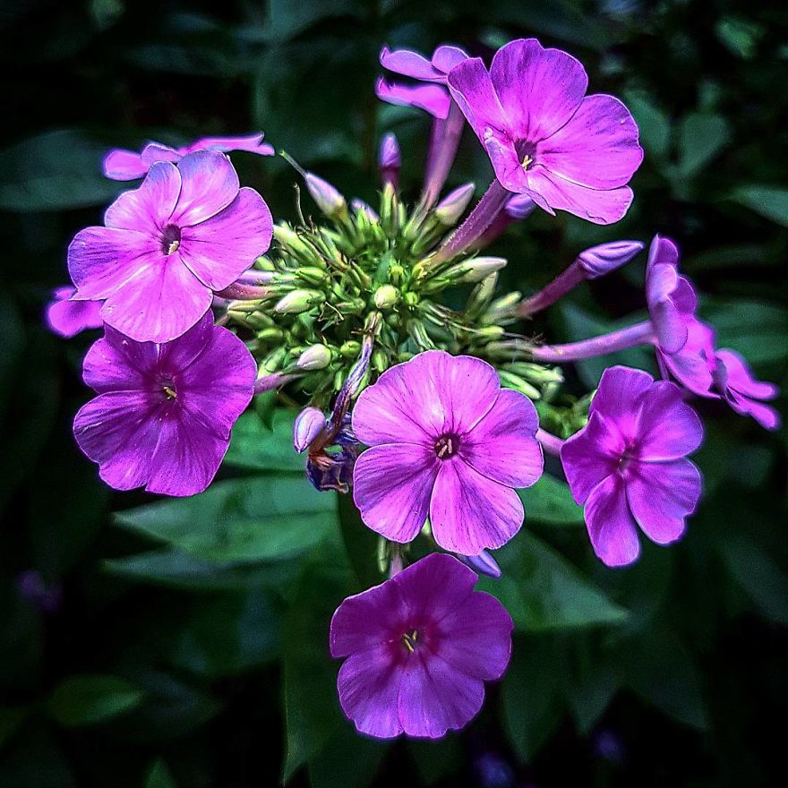 Photographer From Kiev Creates Absolutely Incredible Macrophotographs Of Flowers And Plants Using A Smartphone