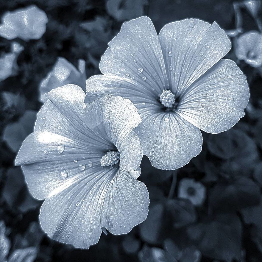 Photographer From Kiev Creates Absolutely Incredible Macrophotographs Of Flowers And Plants Using A Smartphone