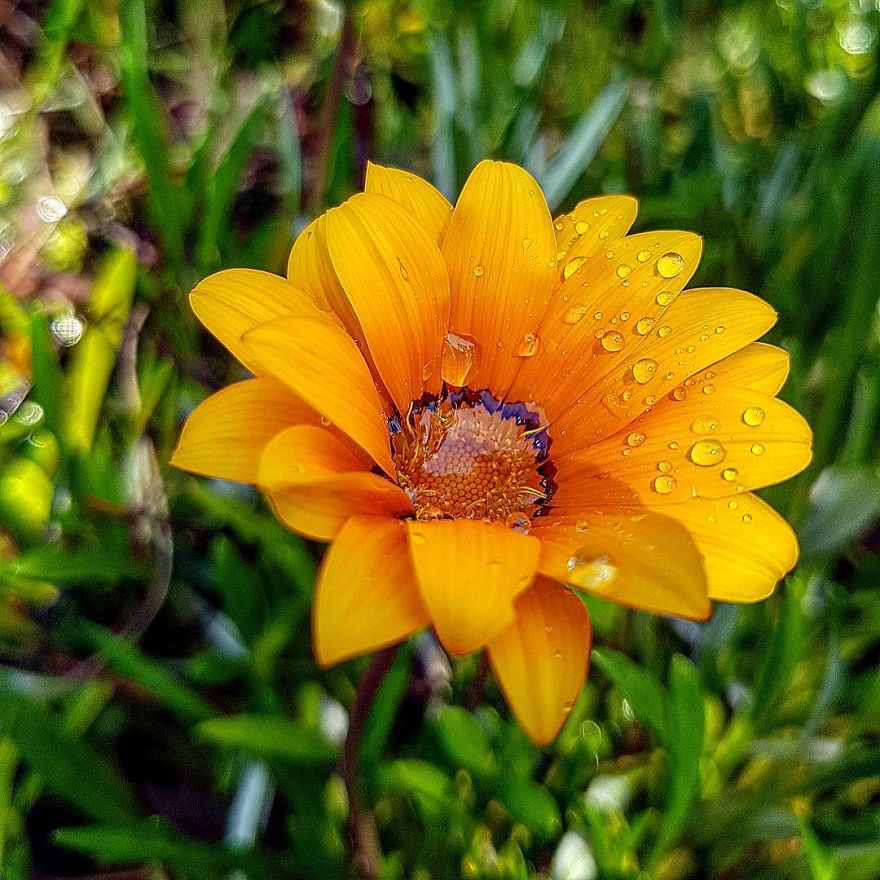 Photographer From Kiev Creates Absolutely Incredible Macrophotographs Of Flowers And Plants Using A Smartphone