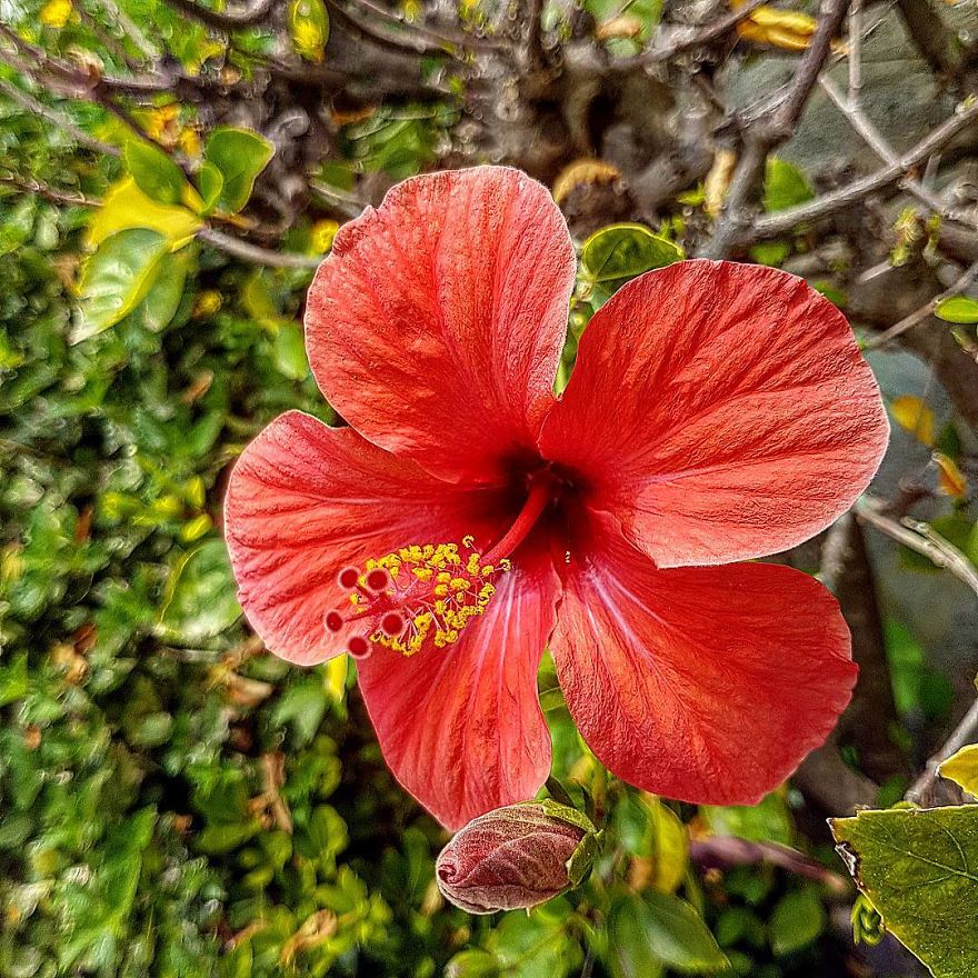 Photographer From Kiev Creates Absolutely Incredible Macrophotographs Of Flowers And Plants Using A Smartphone