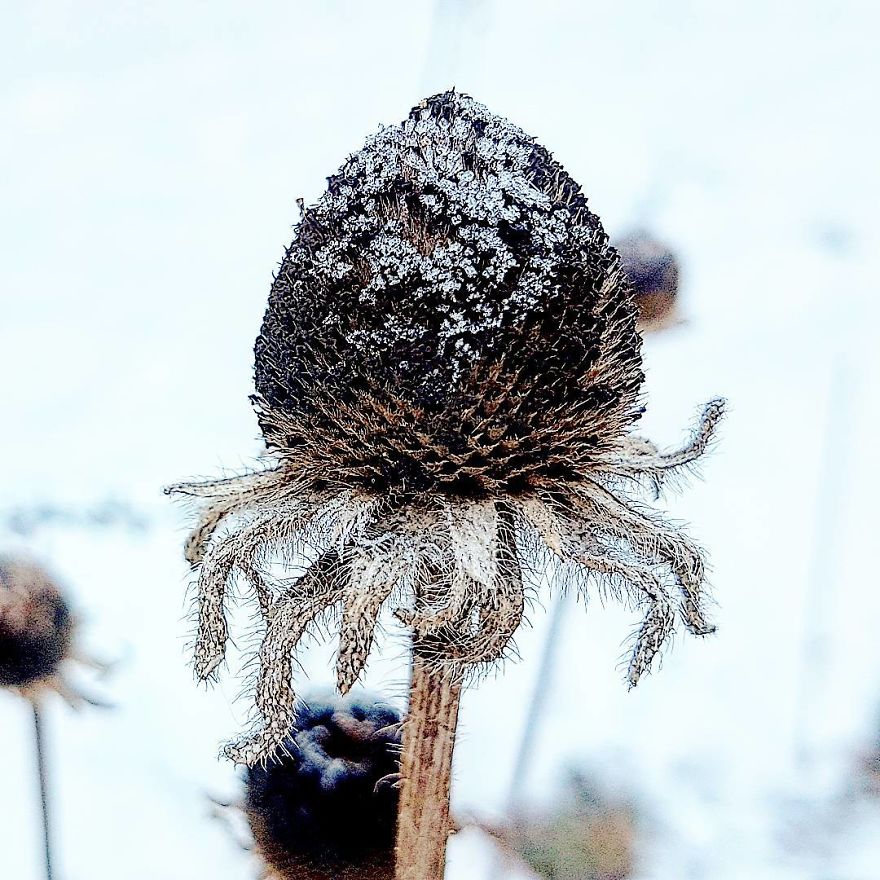 Photographer From Kiev Creates Absolutely Incredible Macrophotographs Of Flowers And Plants Using A Smartphone Photographer From Kiev Creates Absolutely Incredible Macrophotographs Of Flowers And Plants Using A Smartphone
