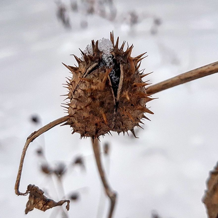 Photographer From Kiev Creates Absolutely Incredible Macrophotographs Of Flowers And Plants Using A Smartphone