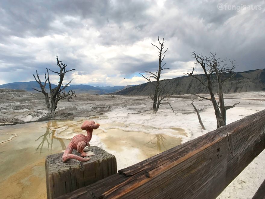 These Dinosaur-Mushroom Toys Have Traveled More Than Most People