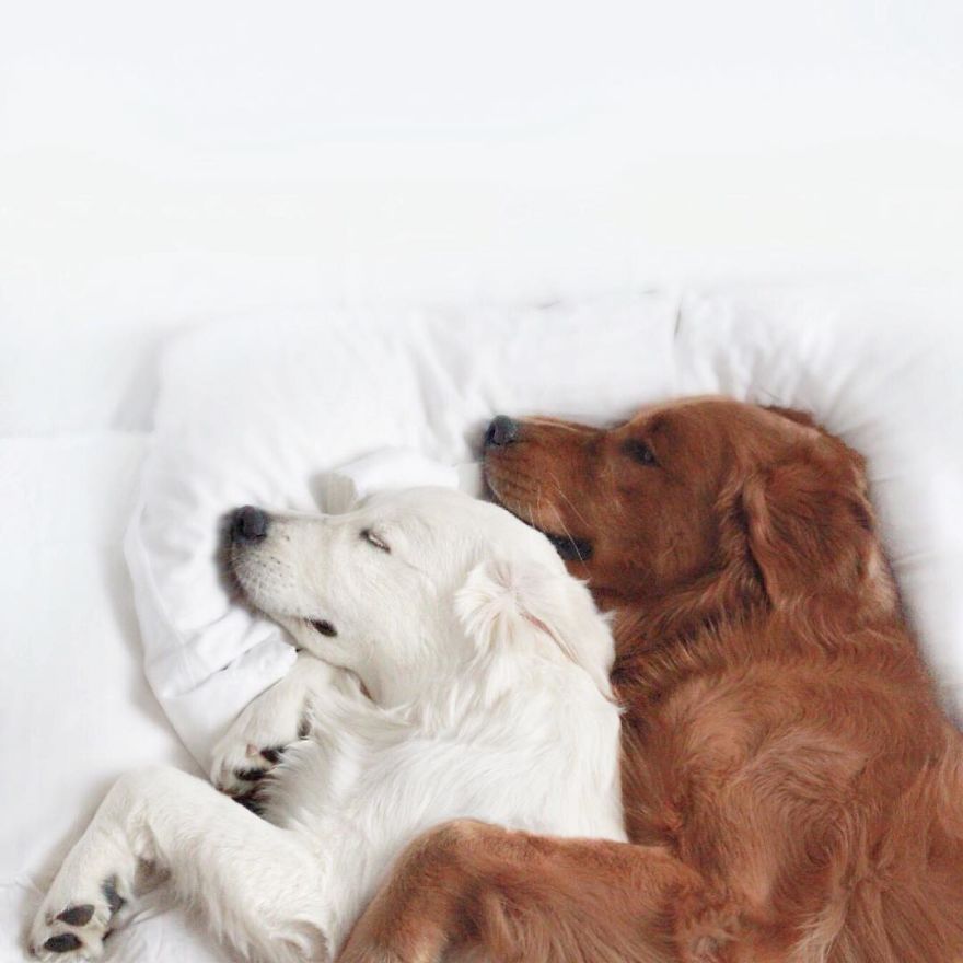 Watson, Kiko And Harry