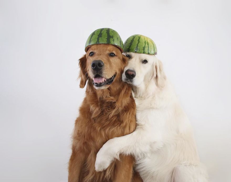 Watson, Kiko And Harry