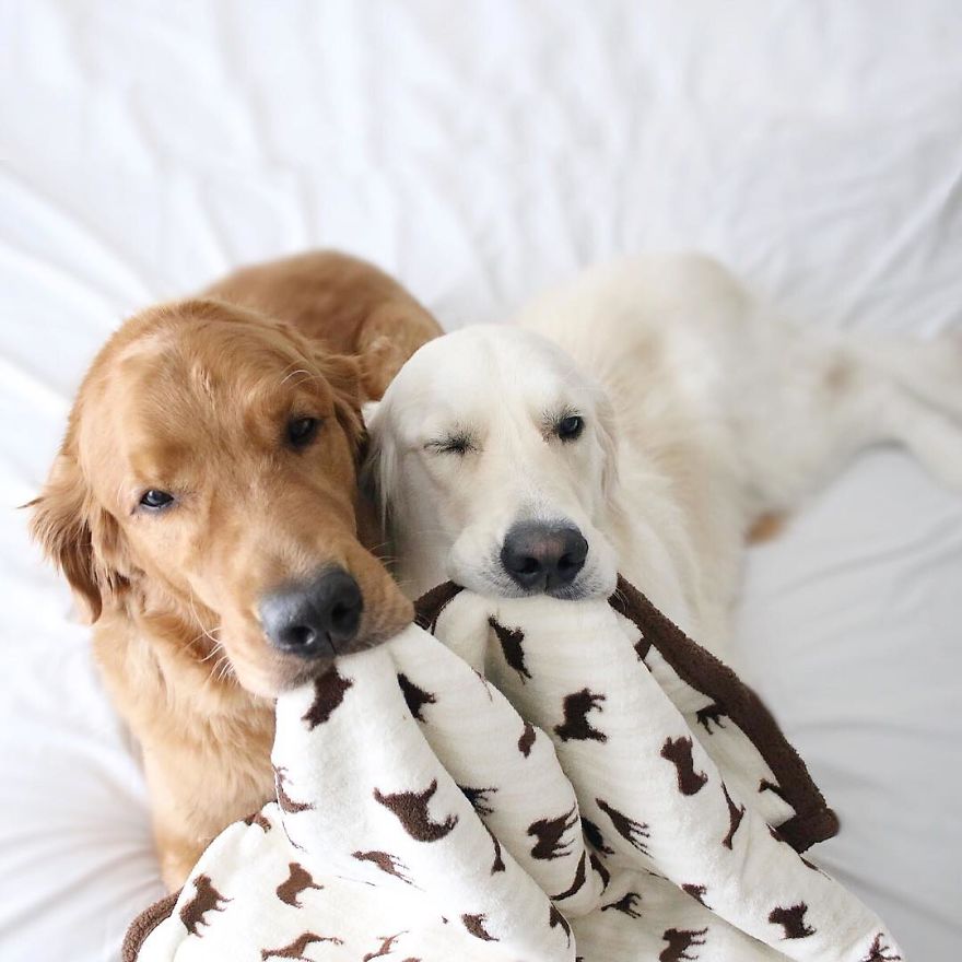 Watson, Kiko And Harry