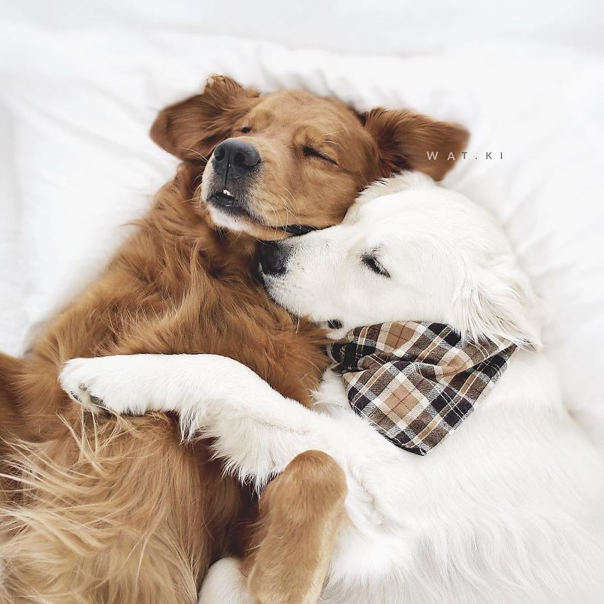 Watson, Kiko And Harry