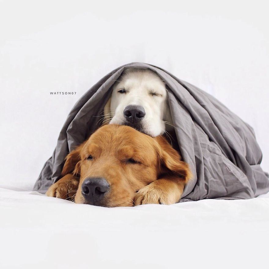 Watson, Kiko And Harry