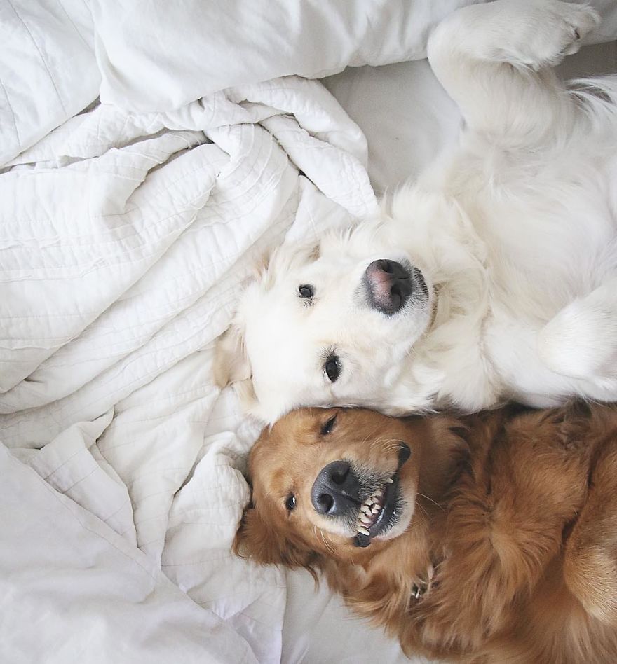 Watson, Kiko And Harry