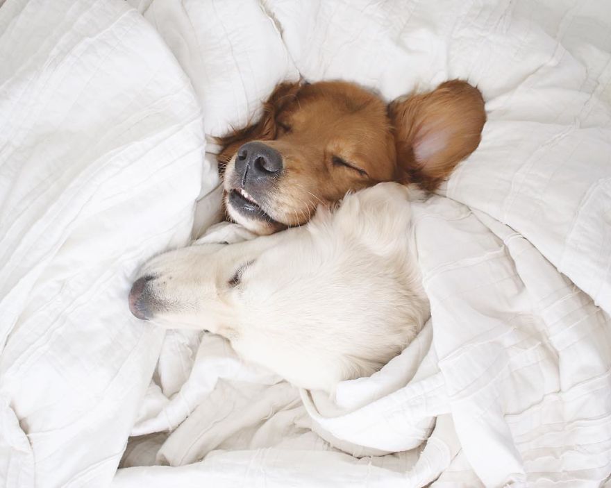 Watson, Kiko And Harry