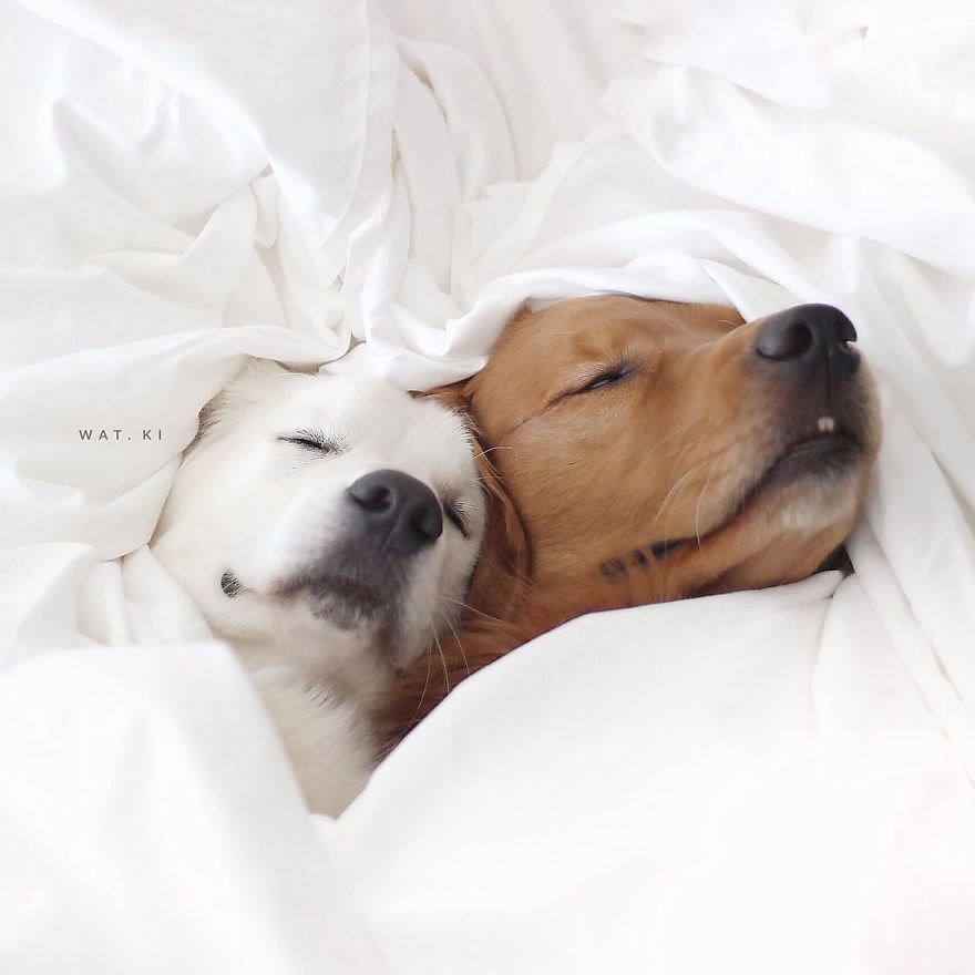 Watson, Kiko And Harry