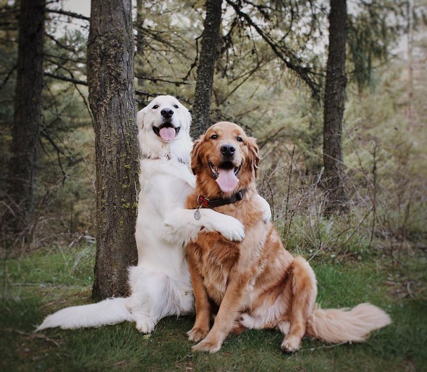 Watson, Kiko And Harry