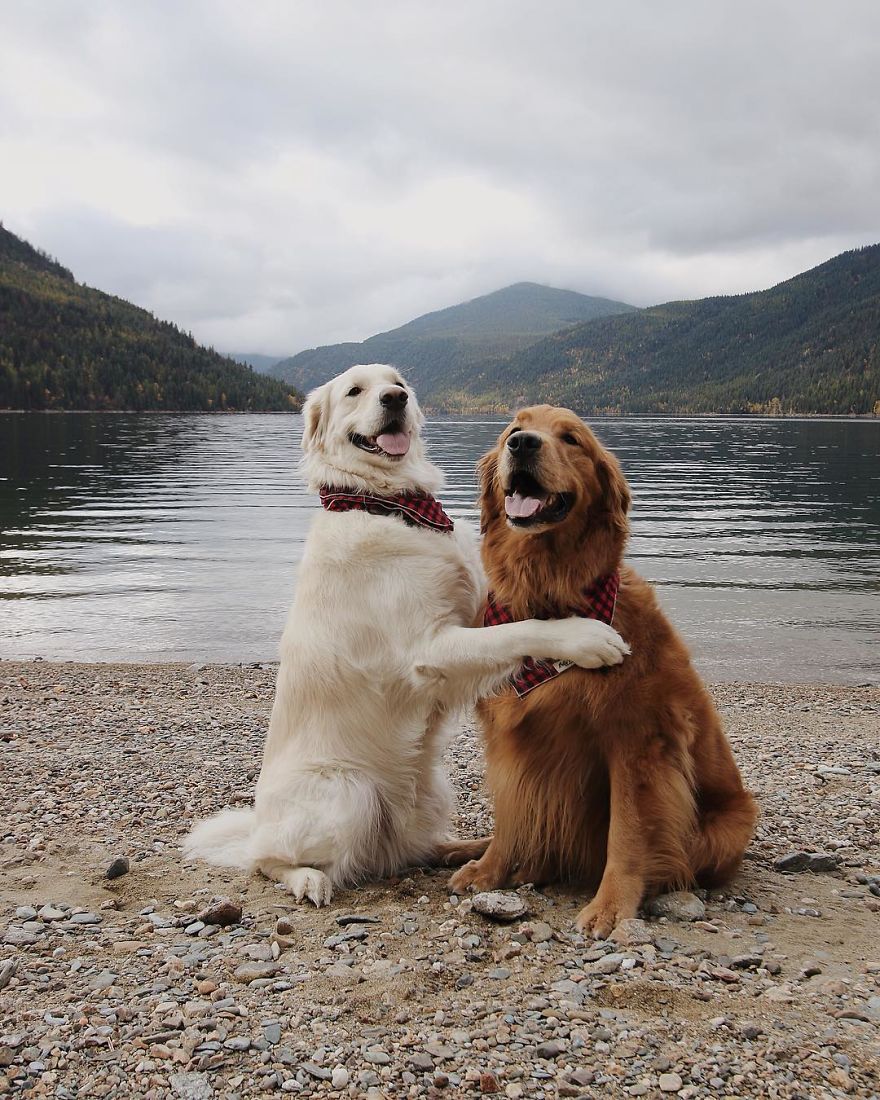 Watson, Kiko And Harry