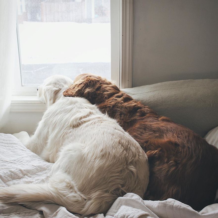 Watson, Kiko And Harry