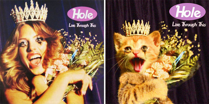 Funny-Kitten-Album-Covers