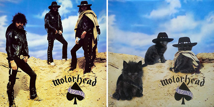 Funny-Kitten-Album-Covers