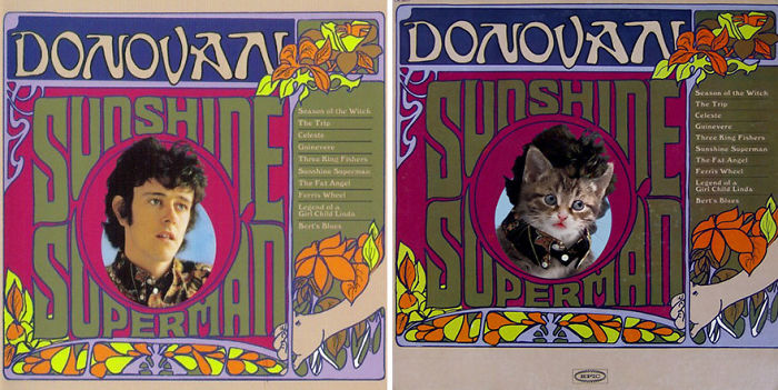 Funny-Kitten-Album-Covers