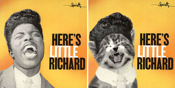 Funny-Kitten-Album-Covers