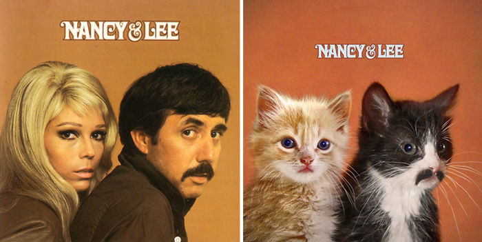 Funny-Kitten-Album-Covers