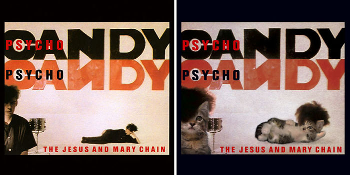 Funny-Kitten-Album-Covers