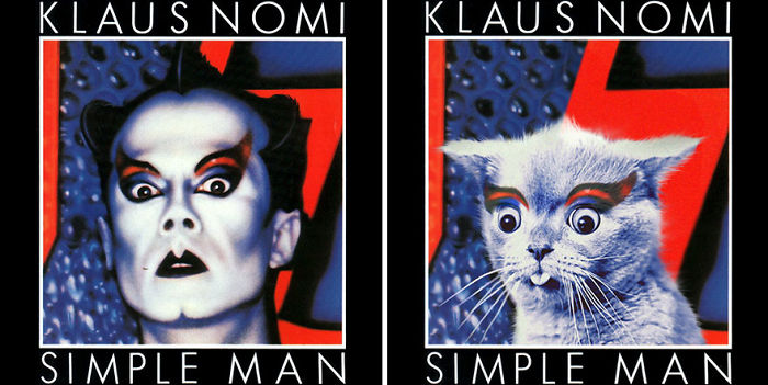 Funny-Kitten-Album-Covers