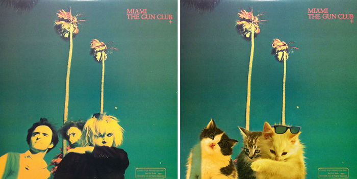 Funny-Kitten-Album-Covers