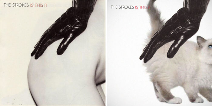 Funny-Kitten-Album-Covers