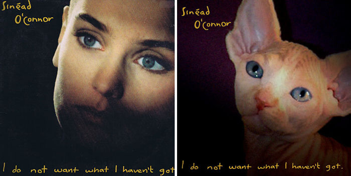 Funny-Kitten-Album-Covers