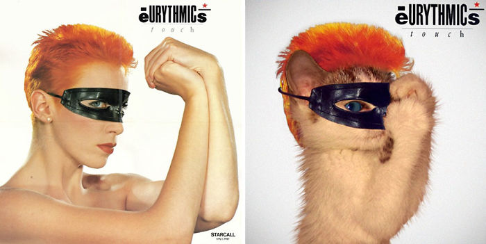 Funny-Kitten-Album-Covers