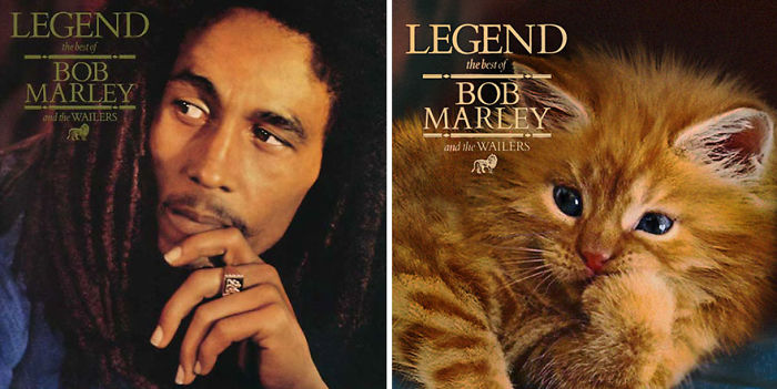 Funny-Kitten-Album-Covers