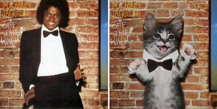 Funny-Kitten-Album-Covers