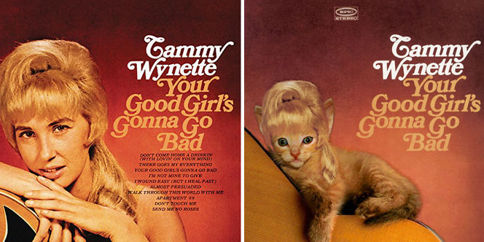 Funny-Kitten-Album-Covers